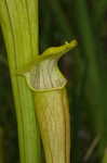 Yellow trumpets